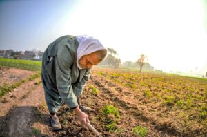 Man tending to land near Cairo, Egypt.